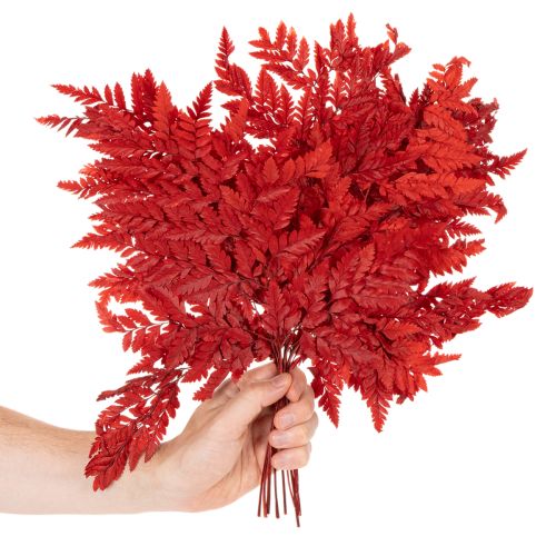 Konzervované a farbené listy papradia, pravá papraď na jesenné aranžmány, 42 cm, 10 kusov | Floristik24.sk