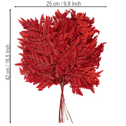 Konzervované a farbené listy papradia, pravá papraď na jesenné aranžmány, 42 cm, 10 kusov | Floristik24.sk