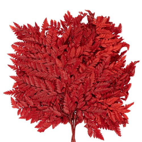 Konzervované a farbené listy papradia, pravá papraď na jesenné aranžmány, 42 cm, 10 kusov | Floristik24.sk