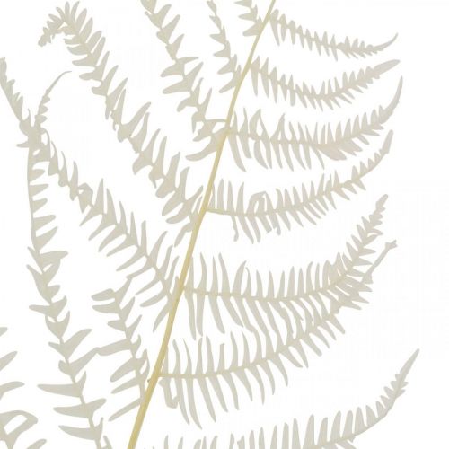položky Papraďové listy Biela Papraď sušená bielená 50cm 10ks