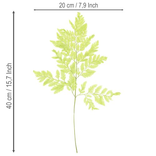 položky Paprade: Konzervovaný, vysoko kvalitný prírodný materiál pre dlhotrvajúce dekoračné projekty, 40 cm, 10 kusov