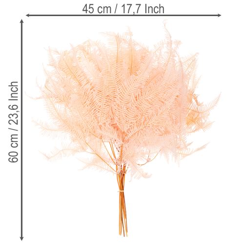 Sušené listy papradia, dekorácia z papradia do vázy, 60 cm, 10 kusov | Floristik24.sk