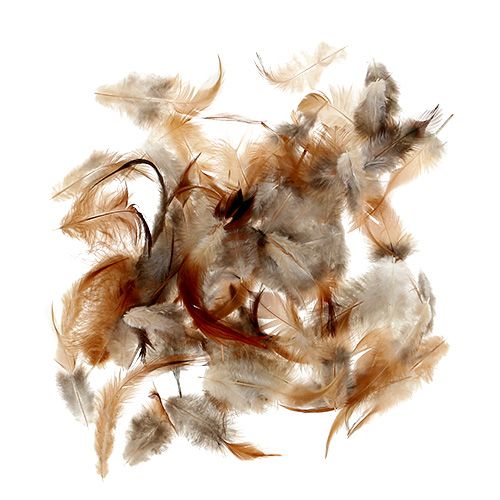 Floristik24 Druh peria. 5-15cm príroda 228ks