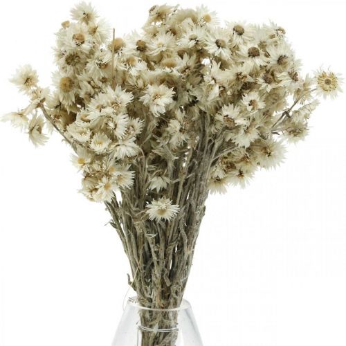položky Mini slamený kvet biely sušený kvet Deco Rock Flower V20cm 15g