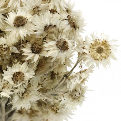 položky Mini slamený kvet biely sušený kvet Deco Rock Flower V20cm 15g