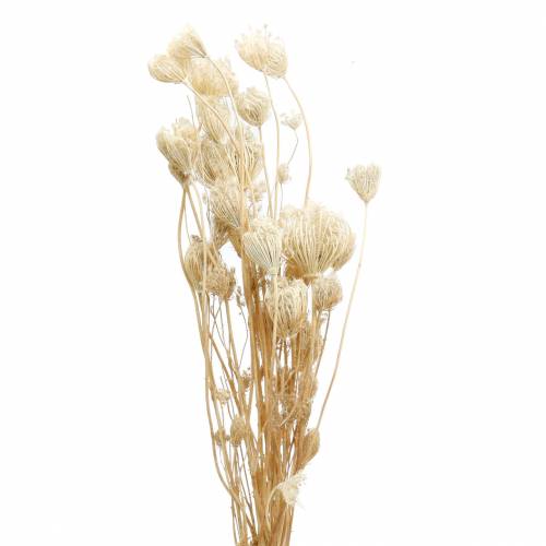 Floristik24 Fenikel bielený sušené kvety 100g
