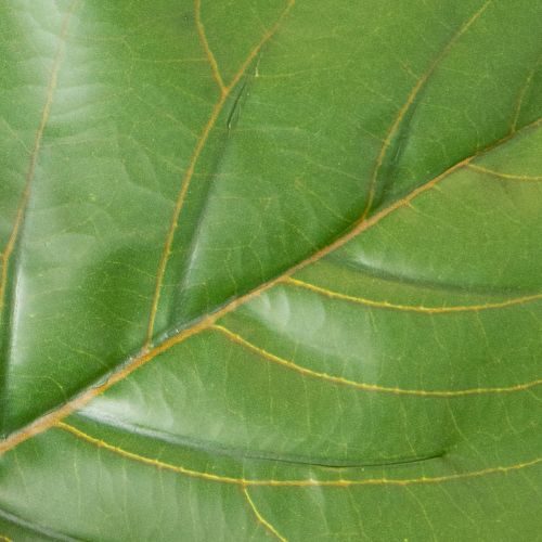 Umelý Ficus lyrata 120 cm dekoratívny do obývačky | Floristik24.sk