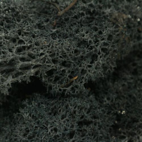 položky Dekoratívny Moss Black konzervuje islandský mach pre remeslá 400g