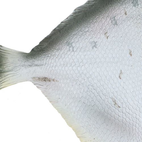 Floristik24 Deko ryba L21cm