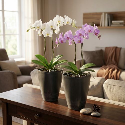 Článok Kvetináč na orchidey, plastový, antracitový, 13,5x13x16,5cm, 2 kusy
