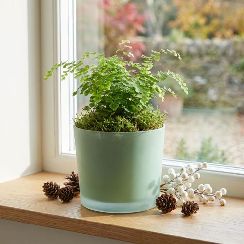 Sklenený kvetináč zelený kvetináč sklenená vaňa Ø14,5cm V12,5cm | Floristik24.sk