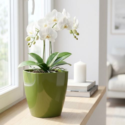 Kvetináč na orchideu lesklý Ø12,5cm olivovo zelený 1 kus | Floristik24.sk