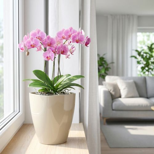 Kvetináč na orchideu lesklý Ø12,5cm pieskový 1 kus | Floristik24.sk