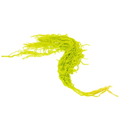 položky Sušené kvety líščieho chvosta, farbené, pre špeciálnu bytovú dekoráciu a jedinečné akcenty, 100 cm, 5 kusov