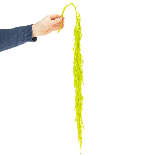 položky Sušené kvety líščieho chvosta, farbené, pre špeciálnu bytovú dekoráciu a jedinečné akcenty, 100 cm, 5 kusov