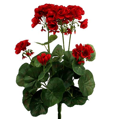 Floristik24 Geranium ker červený 36cm