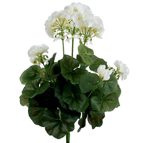 Floristik24 Geranium ker biely 38cm