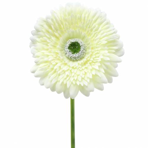 Floristik24 Gerbera umelá biela 62cm 6ks