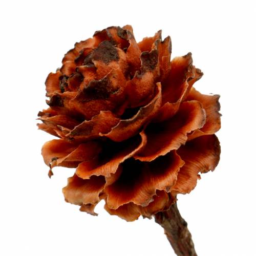 položky Sušené kvety Glabrum Leucospermum 25-40cm 25 ks