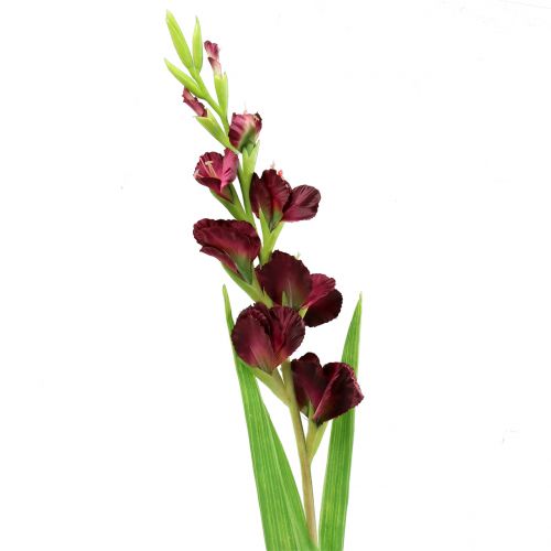 Gladiolus Real Touch Bordeaux 93 cm