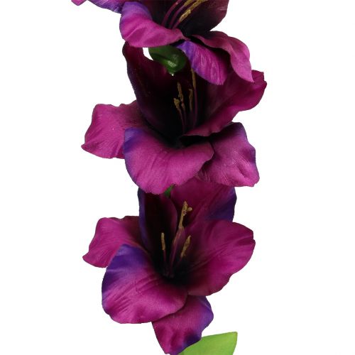 položky Gladiolus tmavofialový 86cm