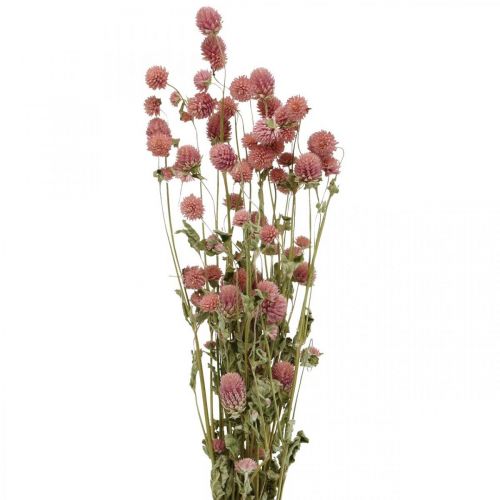 Floristik24 Lopta Amarant, Gomphrena Globosa, letný kvet, suchý kvet ružový L49cm 50g