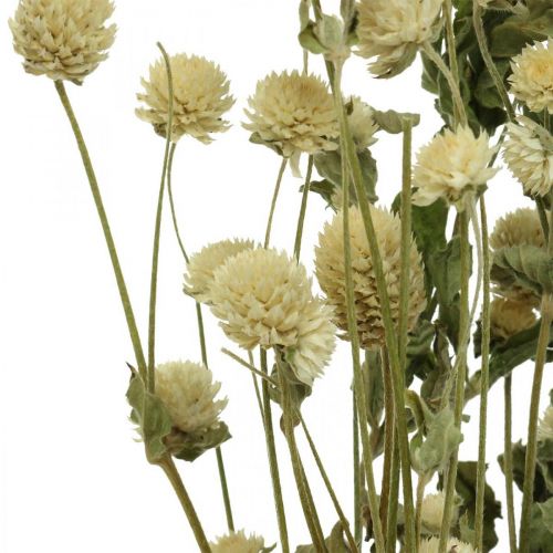 položky Sušený kvet, amarant guľový, Gomphrena Globosa biela L49cm 45g