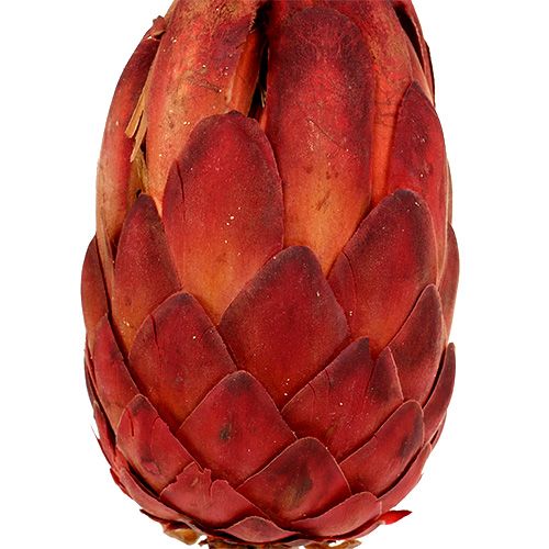 položky Grandiceps červený 25 ks