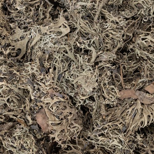 Dekoratívny mach, sivý mach na remeslá, 500g | Floristik24.sk