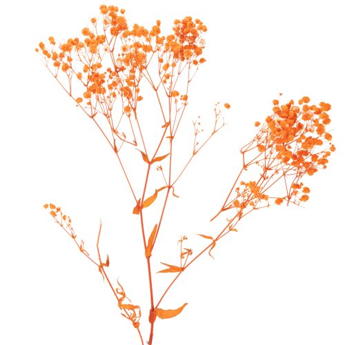 Kytica sušených kvetov Gypsophila s dychom pre bábätká 75 cm 100 g | Floristik24.sk