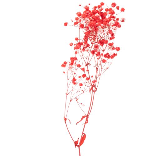 Sušený zväzok gypsofily (baby's breath) 75 cm 100 g | Floristik24.sk