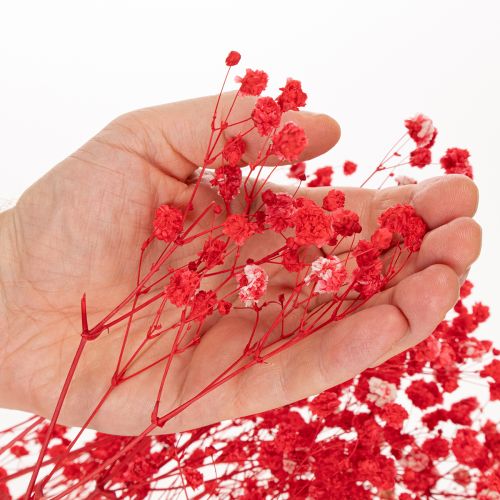 Sušený zväzok gypsofily (baby's breath) 75 cm 100 g | Floristik24.sk