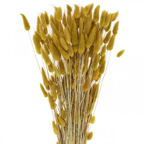 položky Králičí chvost tráva Lagurus sušená oliva 60cm 50g