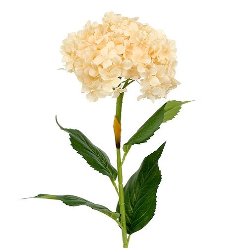Floristik24 Hydrangea cream 80cm 1ks