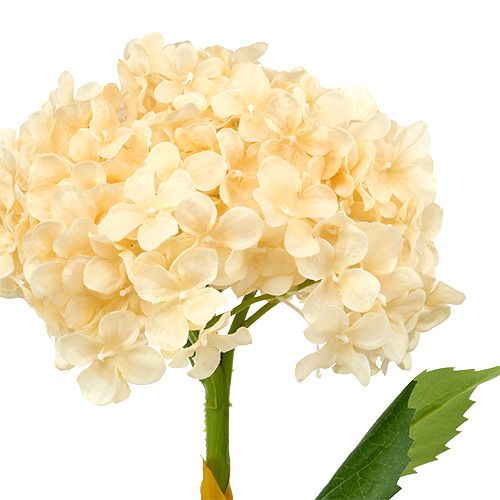 Floristik24 Hydrangea cream 80cm 1ks