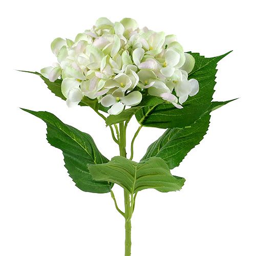 Hortenzia bielo-zelená 60cm | Floristik24.sk