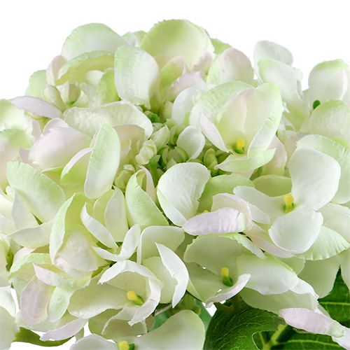 Hortenzia bielo-zelená 60cm | Floristik24.sk