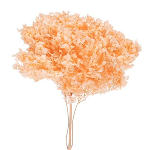 Floristik24 Kytica sušených kvetov hortenzie pre elegantnú kvetinovú výzdobu doma, 65 cm