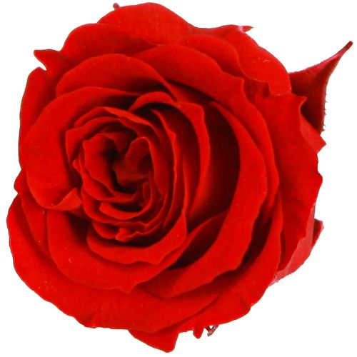 Infinity Roses Real Flowers Mini ružové hlávky červené Ø3cm 16 ks