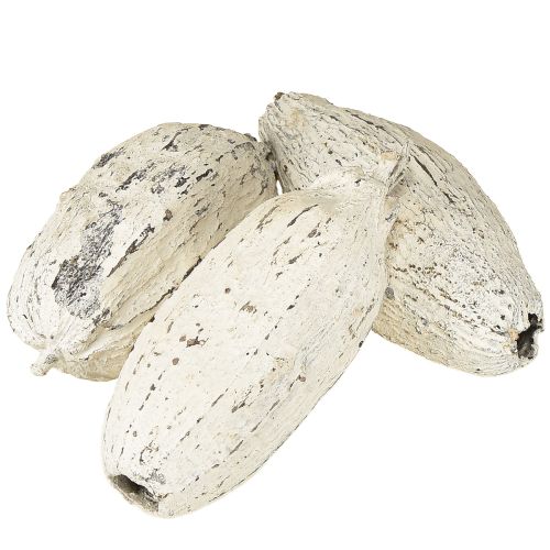 Floristik24 Kakaové struky bielené 15 ks