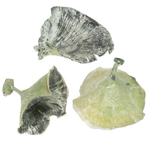 Floristik24 Kalix huby zelené, biele 100 ks