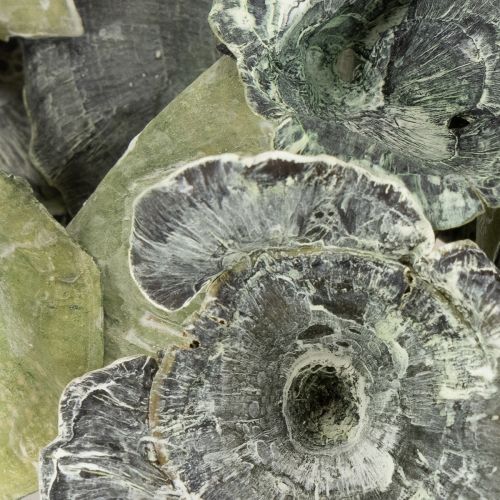 položky Kalix huby zelené, biele 100 ks