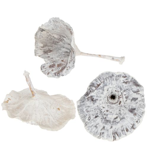 položky Huby Kalix bielené 100 ks