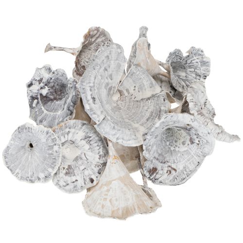 položky Huby Kalix bielené 100 ks