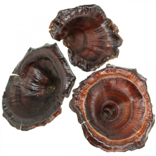 položky Kalix huba prírodná lakovaná dekorácia suchých húb veľká 50 ks