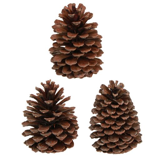 položky Šišky Pinus Maritima dekorácia z prímorských šišiek 12-13 cm 3 kusy