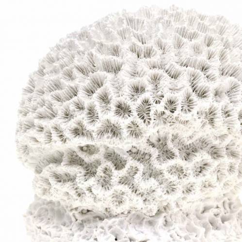položky Námorná dekoračná koralová omietka biela Ø10cm 2ks