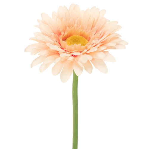 Umelé kvety gerbery marhuľové 47 cm 6 ks kúpiť | Floristik24.sk