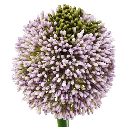 Floristik24 Umelé kvety Allium Purple Ø10cm L65cm
