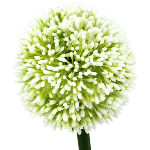 Floristik24 Umelá Allium White Ø10cm L65cm